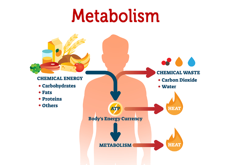 Metabolism