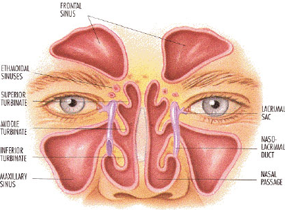 Sinuses