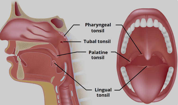 Tonsil