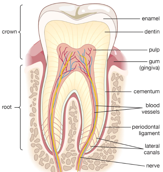 Gums