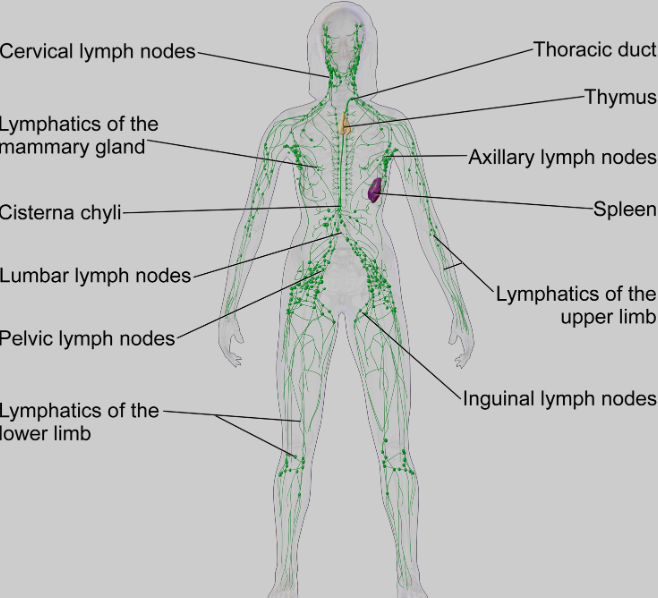 Lymphatic system