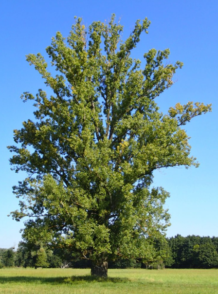 Poplar (black) Products