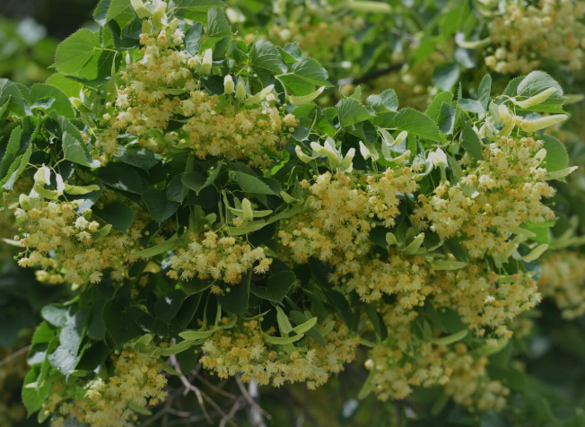 Linden Flower Products