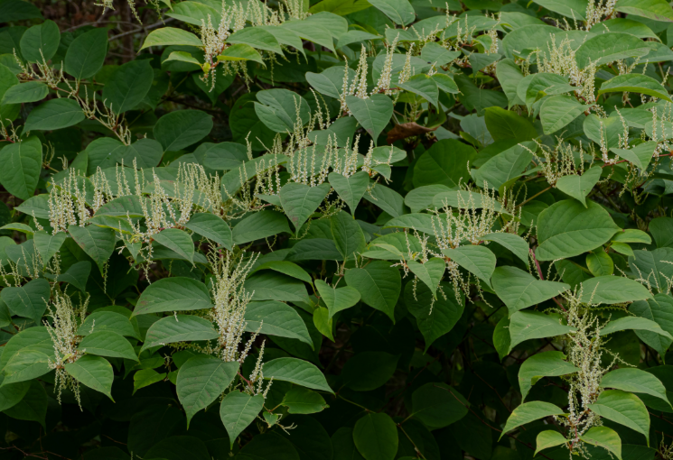 Japanese knotweed Products