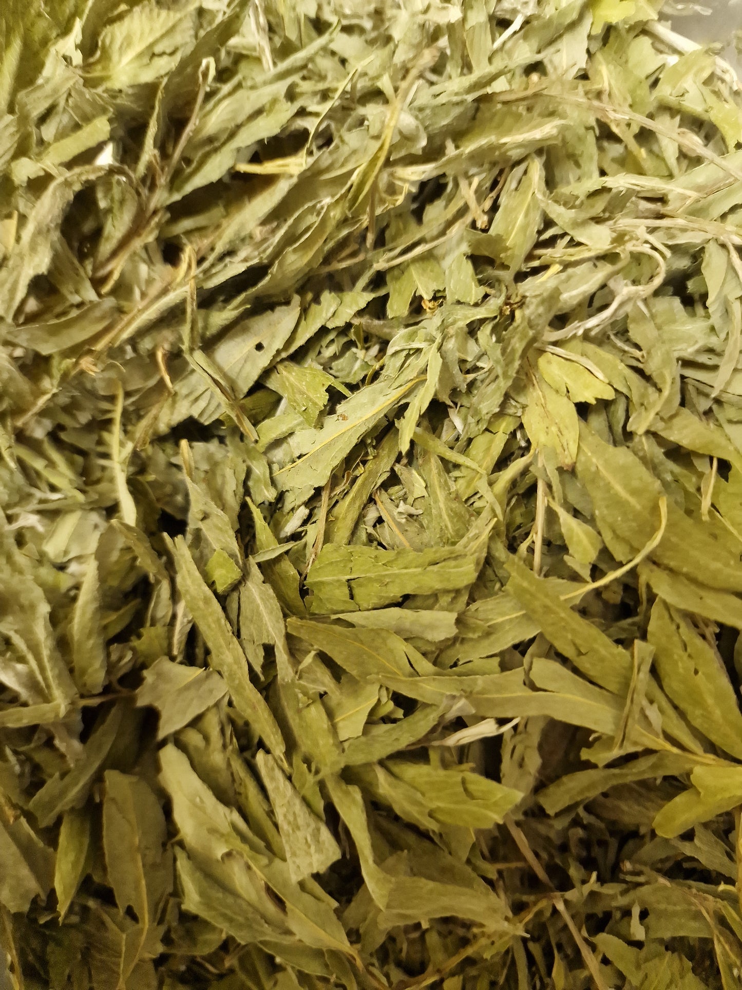 Willow powdered leaf tea (Salix alba L.)