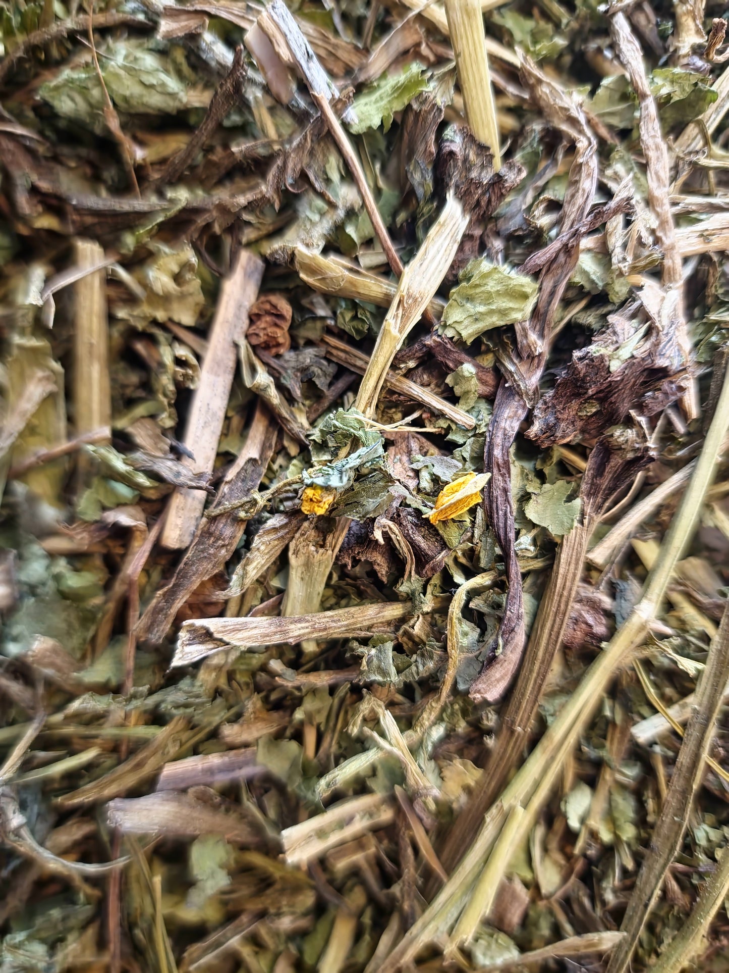 Greater Celandine herb tea (Chelidonium majus L.)