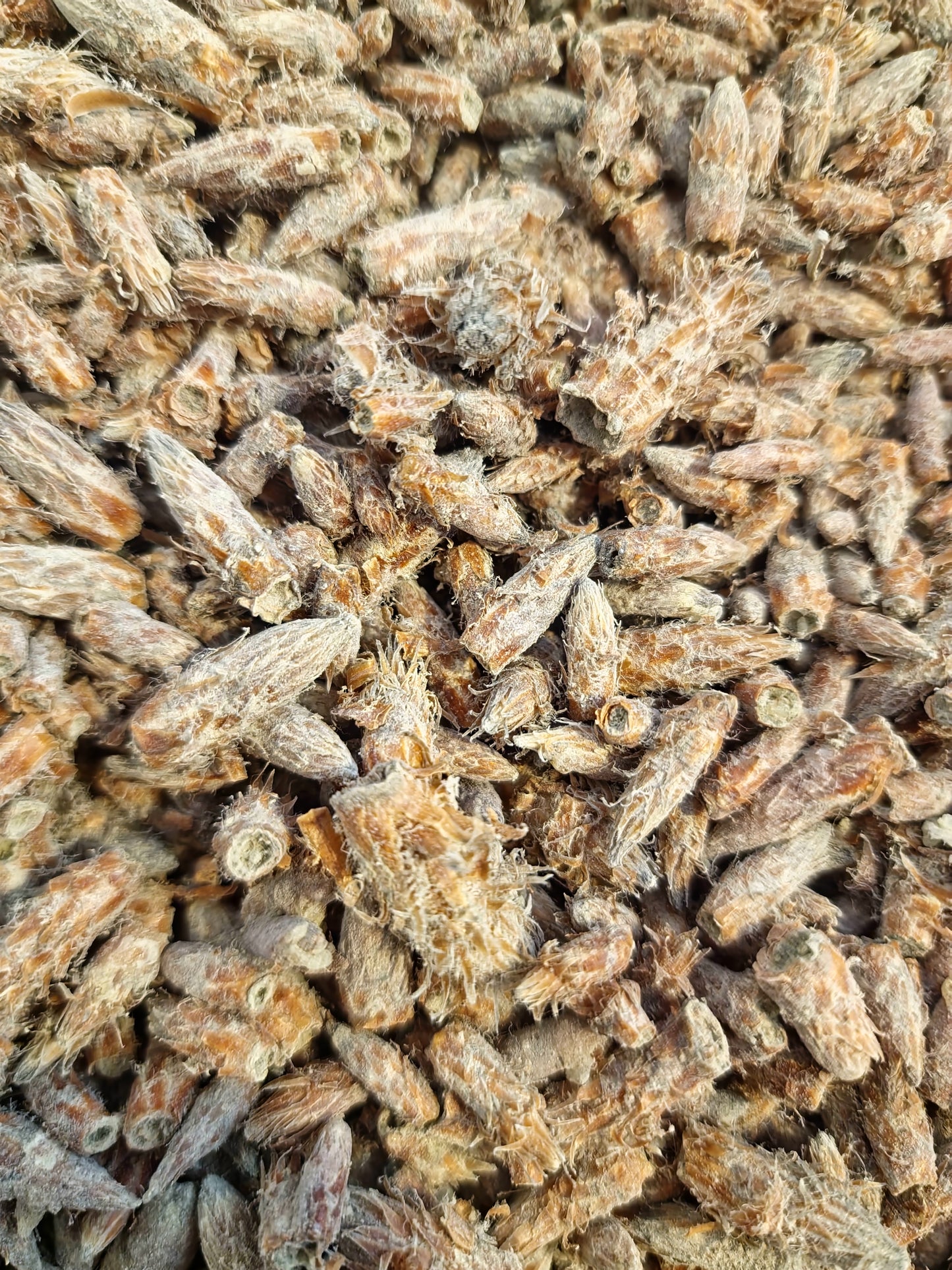 Pine buds tea (Pinus sylvestris - L.)