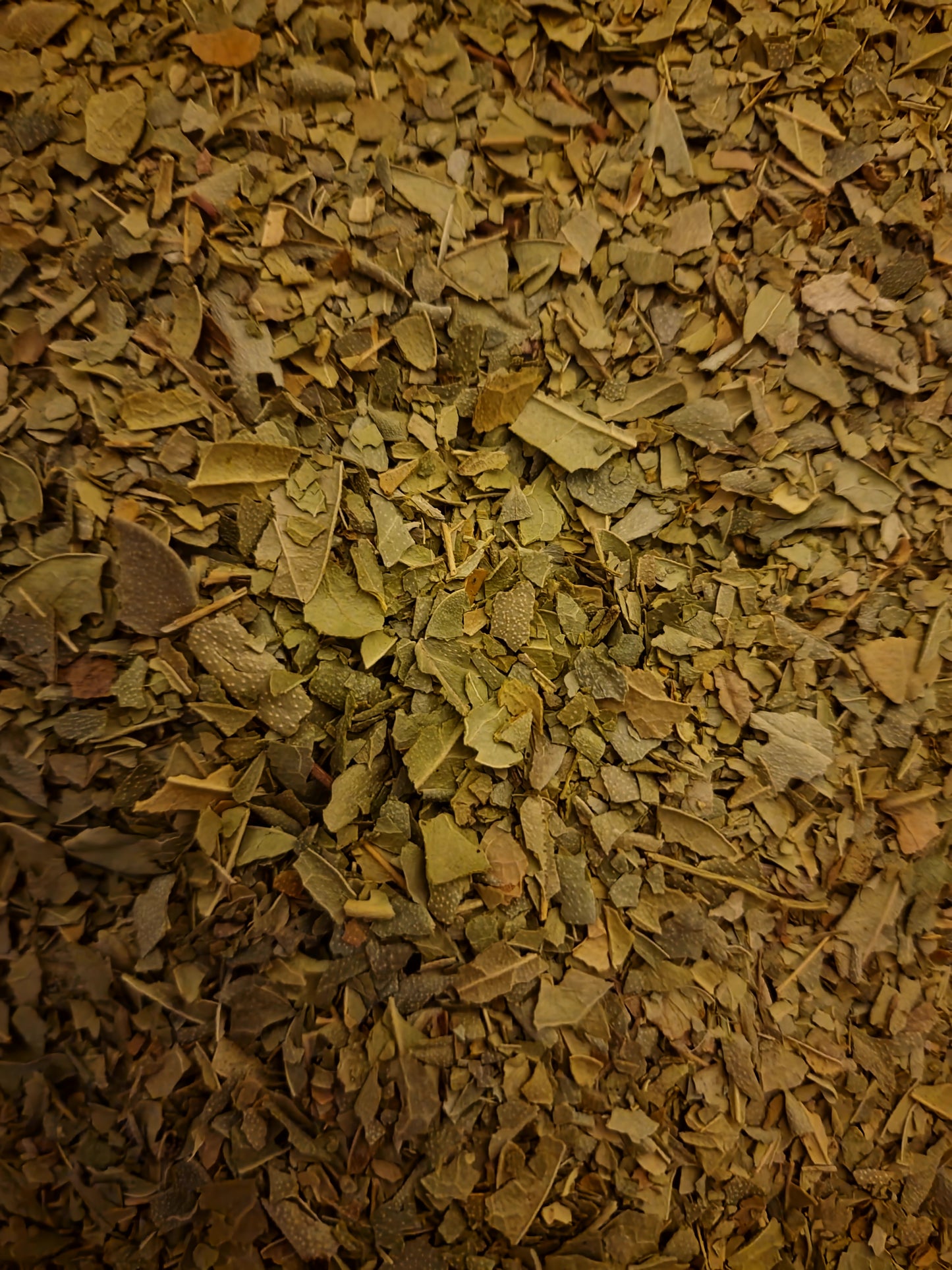 Boldo leaf tea (Peumus boldus - Molina.) Lab proven Quality and Purity