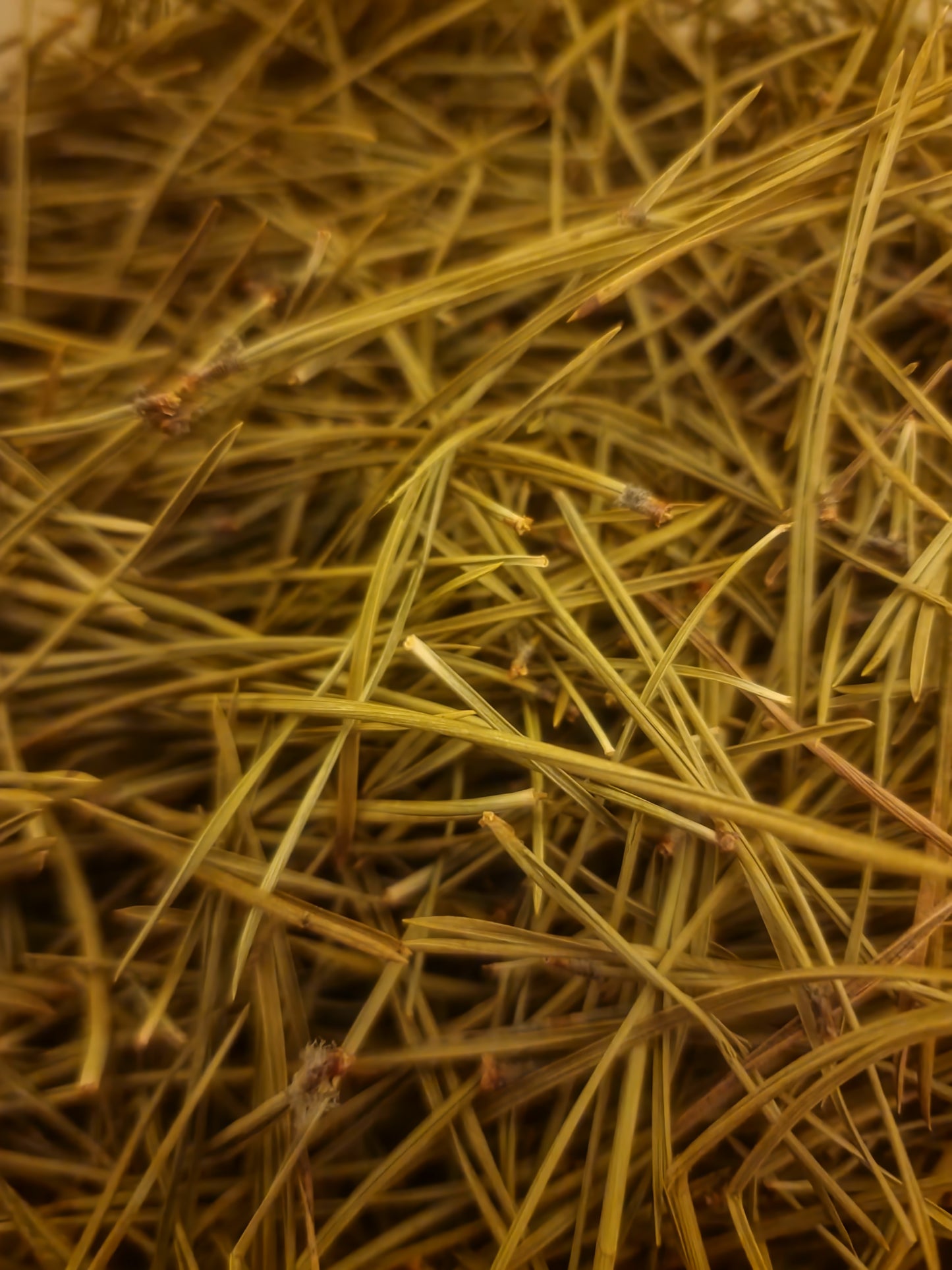 Pine needles tea (Pinus sylvestris - L.)