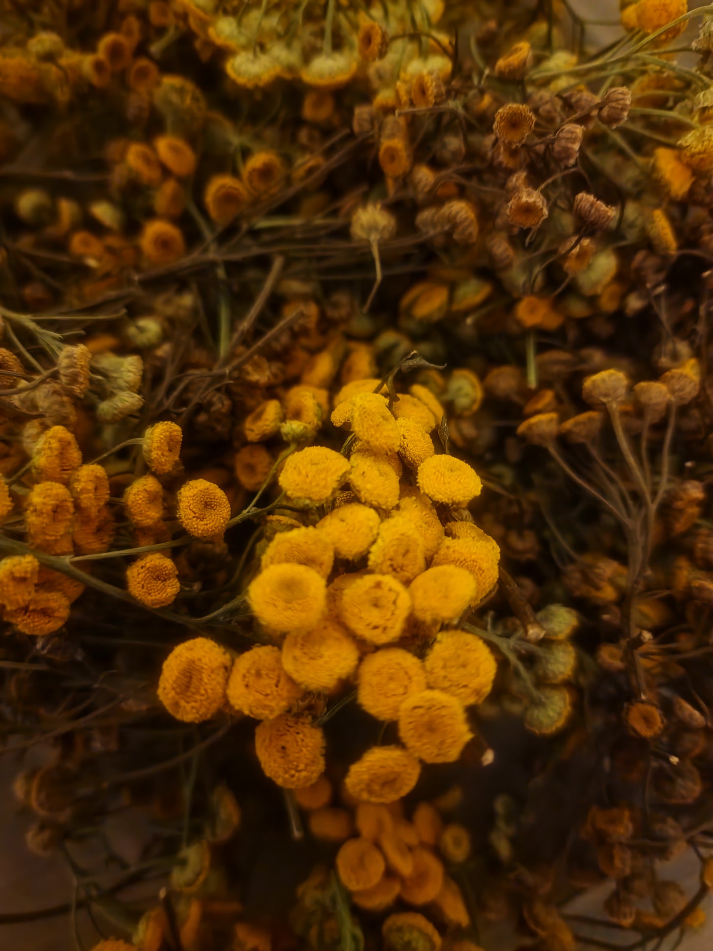 Tansy flower tea (Tanacetum vulgare L.)