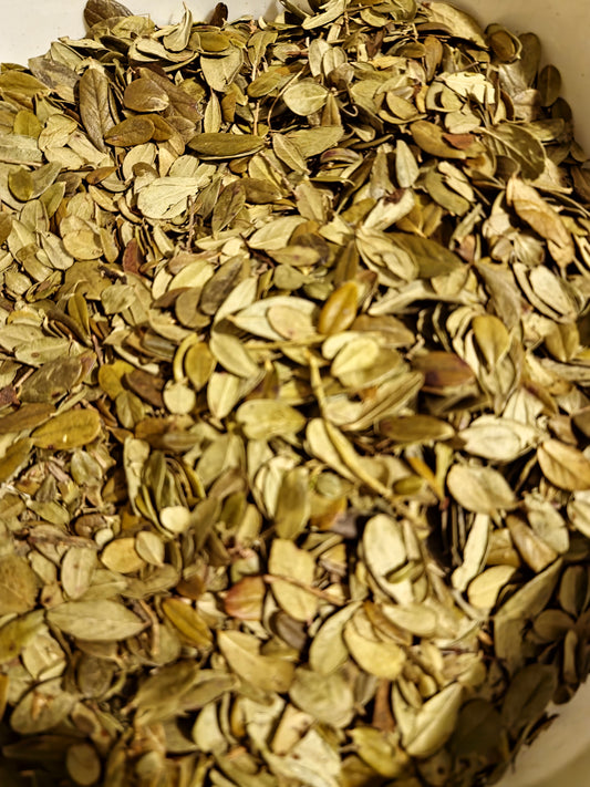Lingonberry whole leaf tea (Vaccinium vitis-idaea L.)