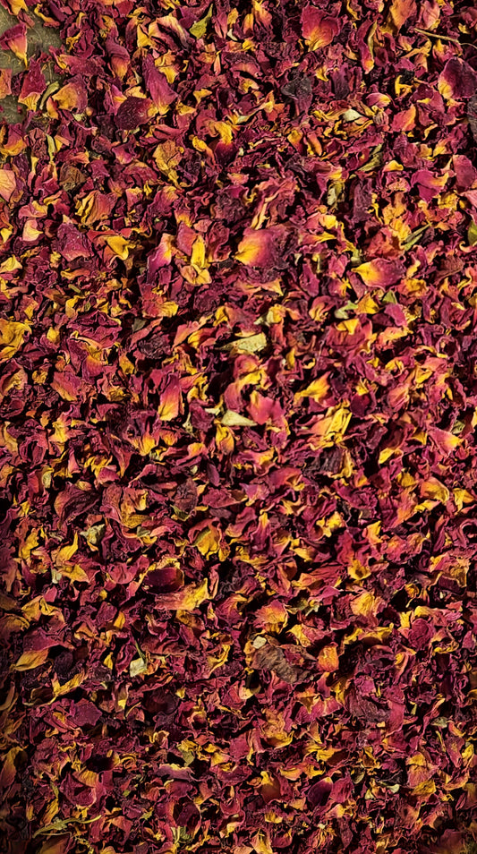 Rose petals red tea (Rosa spp.)