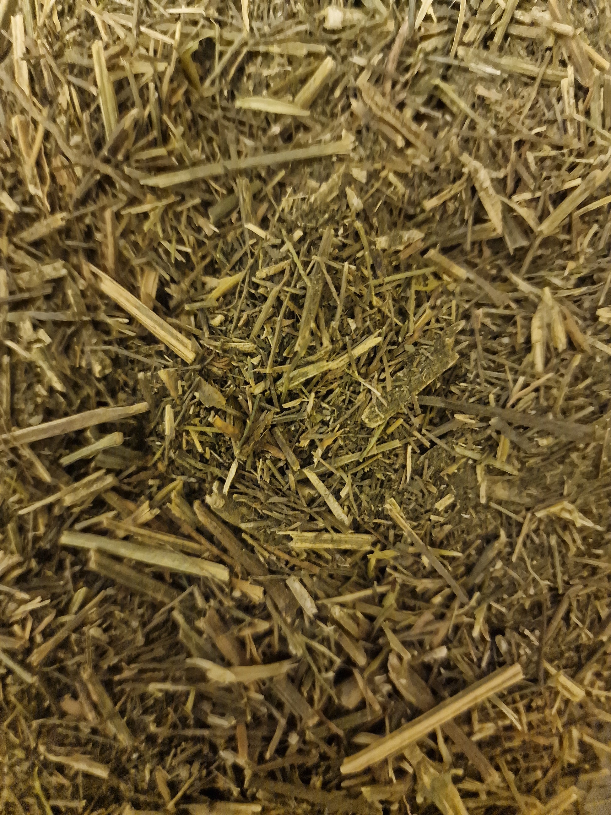 Andrographis herb, dried and cut, loose herbal tea, an herbal remedy