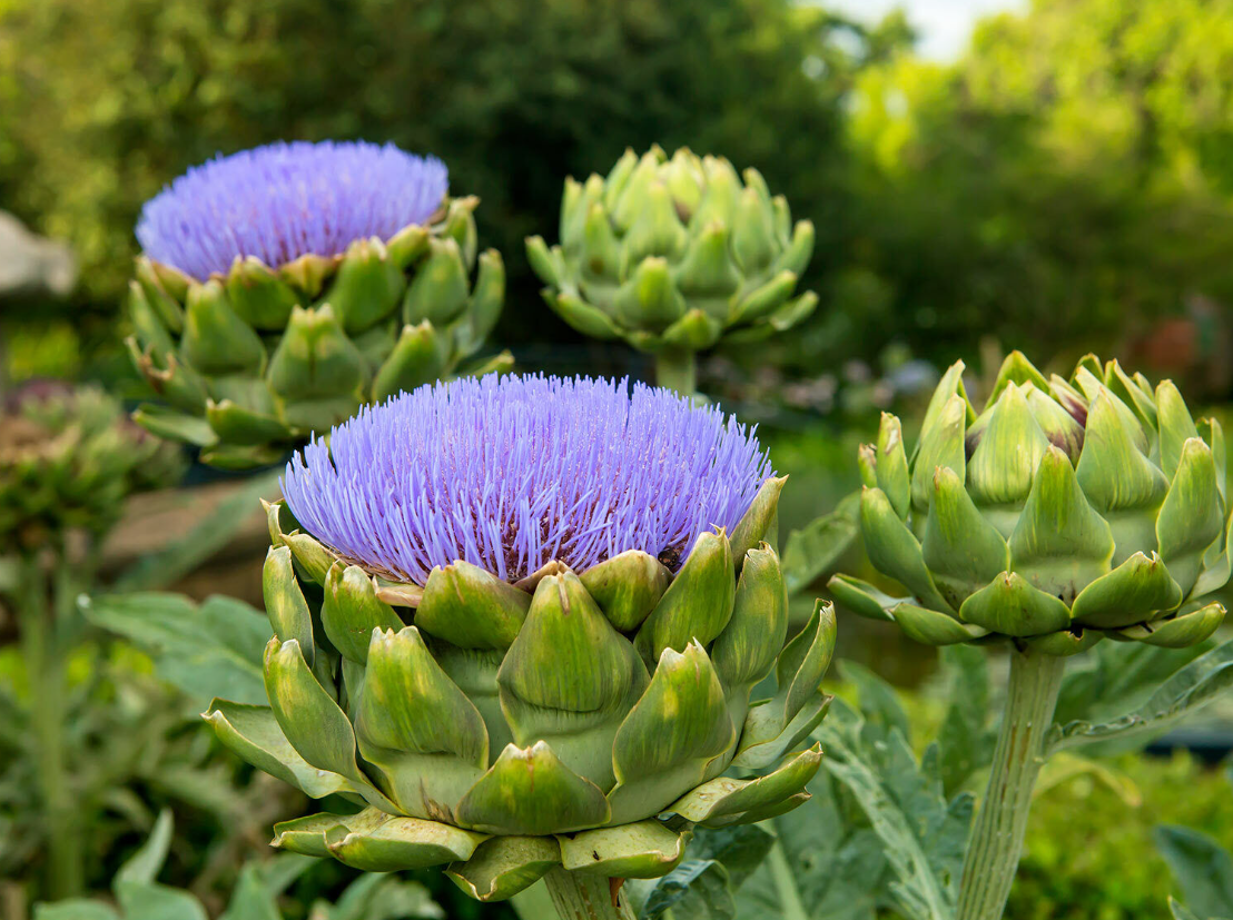 close up of artichoke plant