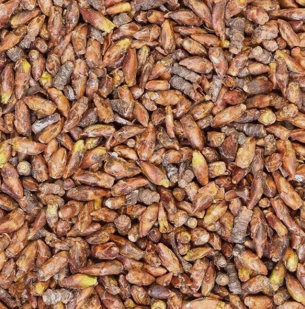 Close up of birch buds, an herbal remedy from Botanical Remedies herbal dispensary, loose herbal tea