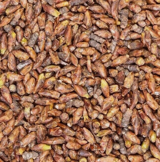 Close up of birch buds, an herbal remedy from Botanical Remedies herbal dispensary, loose herbal tea