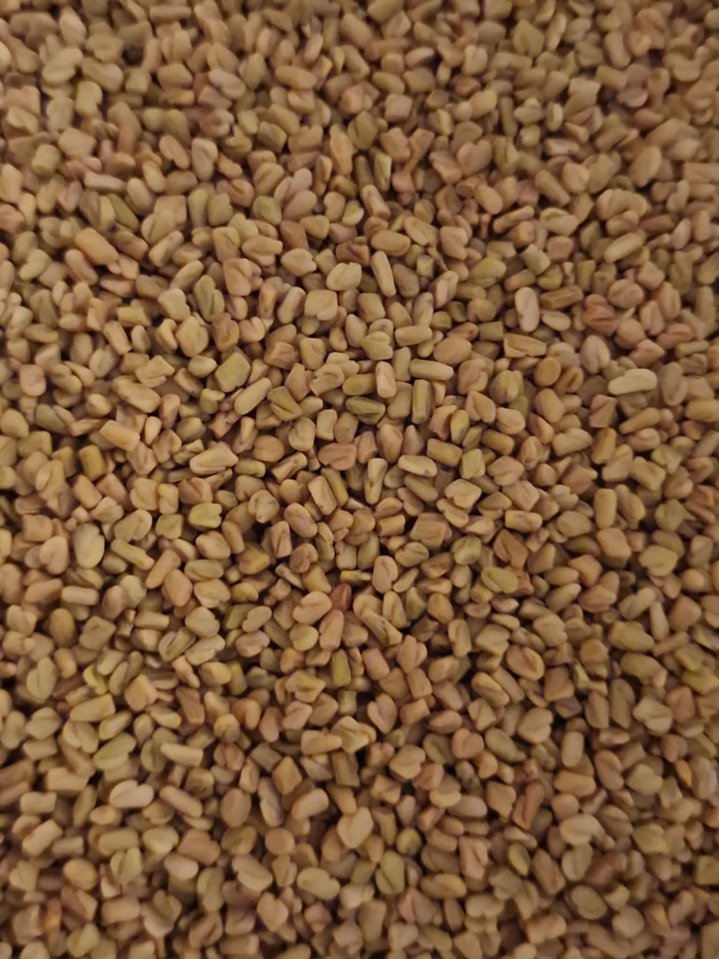 Close-up of Blue fenugreek seeds