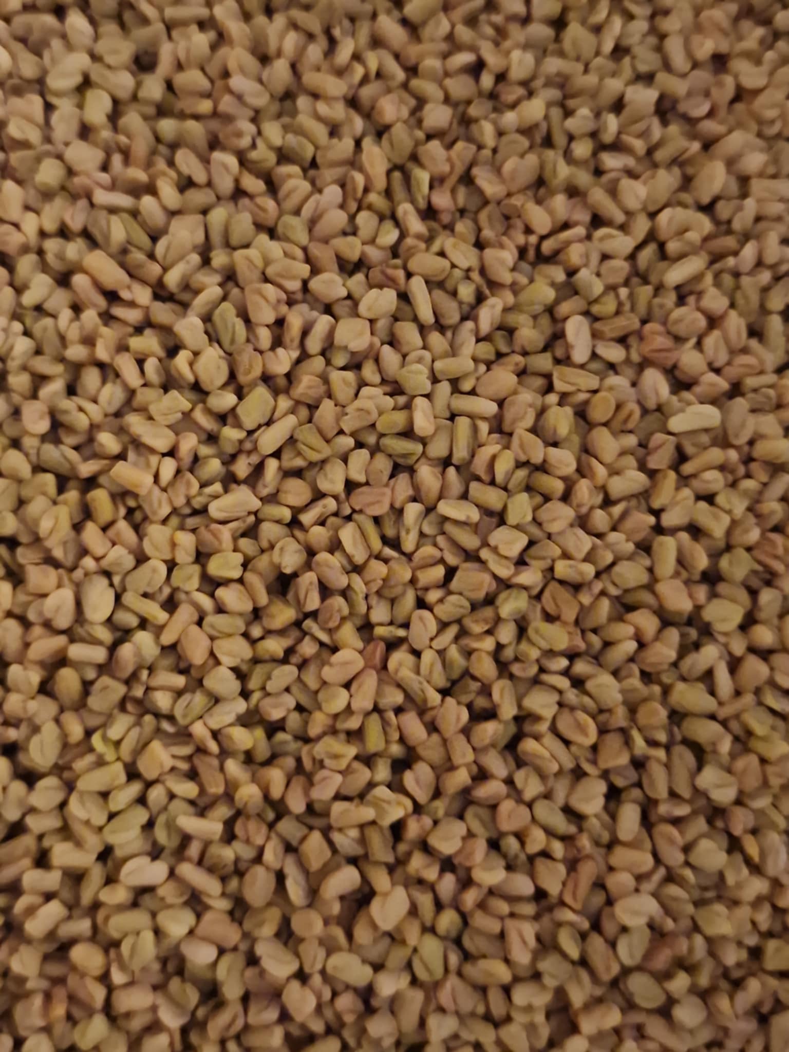 Close-up of Blue fenugreek seeds