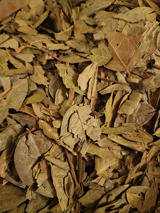 close up of dried Boldo leaf, an herbal remedy from Botanical Remedies herbal dispensary, loose herbal tea