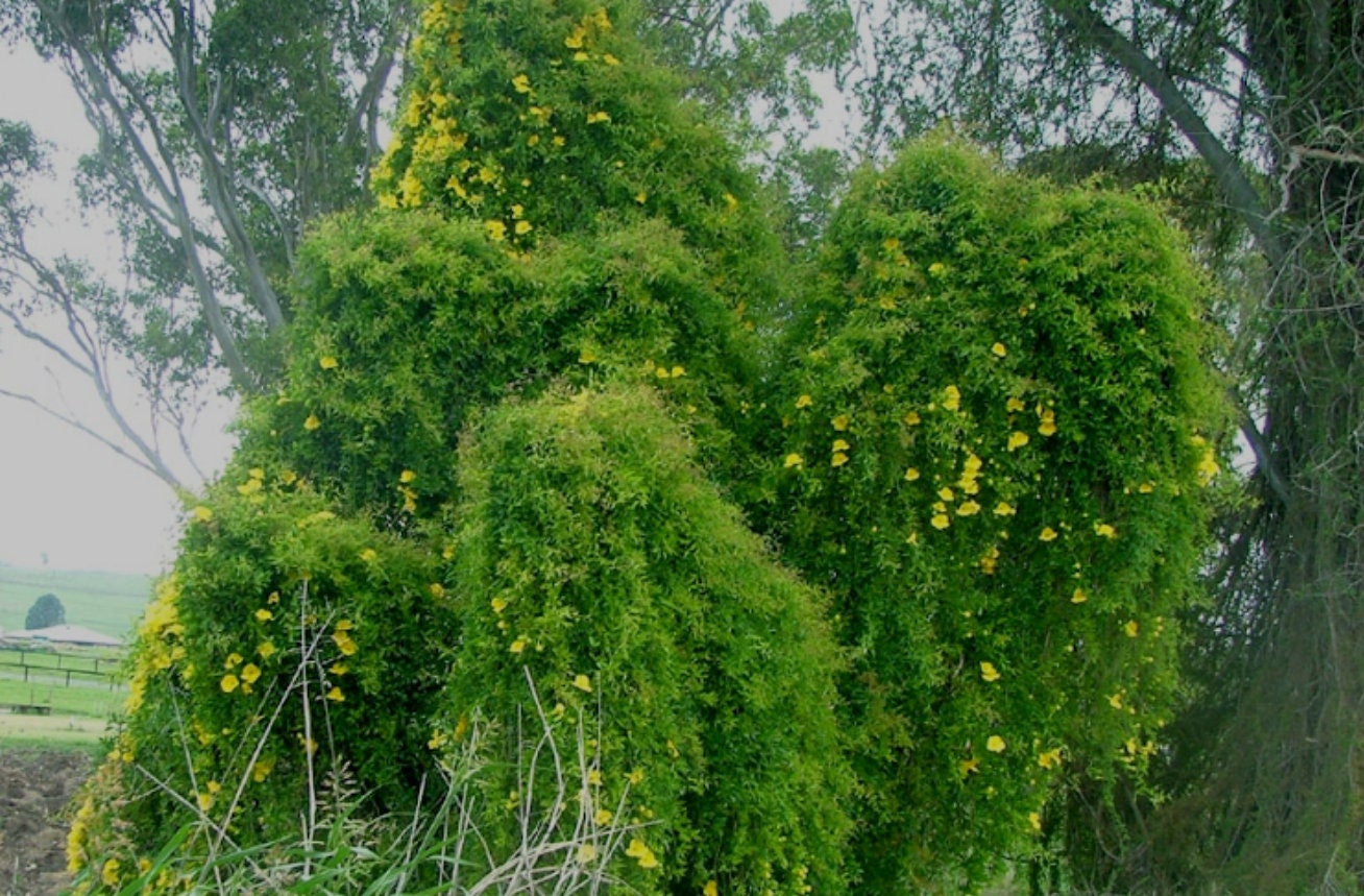 Close up of cats claw plant