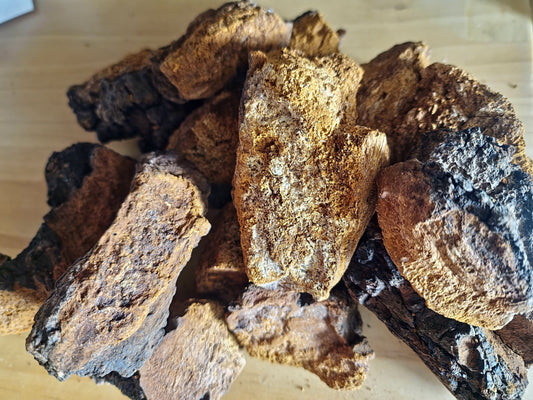 Large wildcrafted Chaga mushroom chunks with golden interior and dark melanin crust