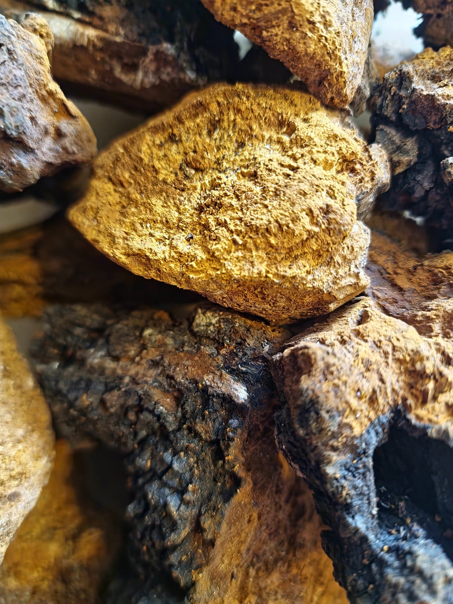 Close up of Chaga Mushroom large chunks, an traditional mushroom remedy from Botanical remedies herbal dispensary