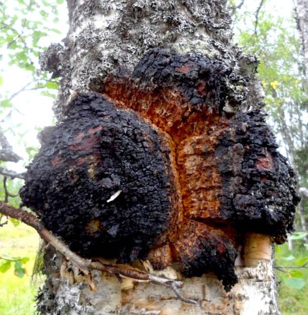 close up of Chaga mushroom growing on birch tree