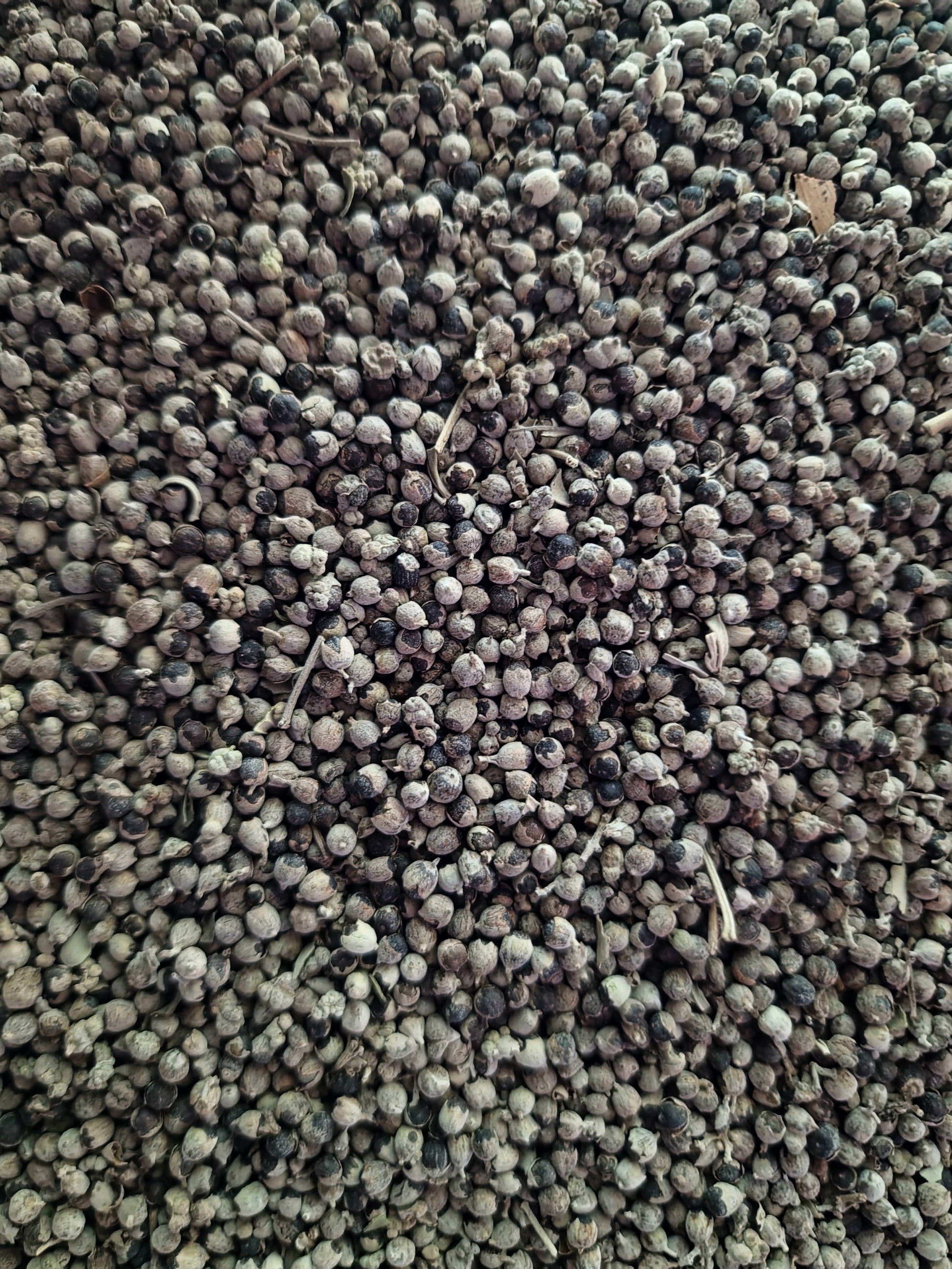 close up of dried Chaste tree berries, an loose herbal tea from Botanical Remedies