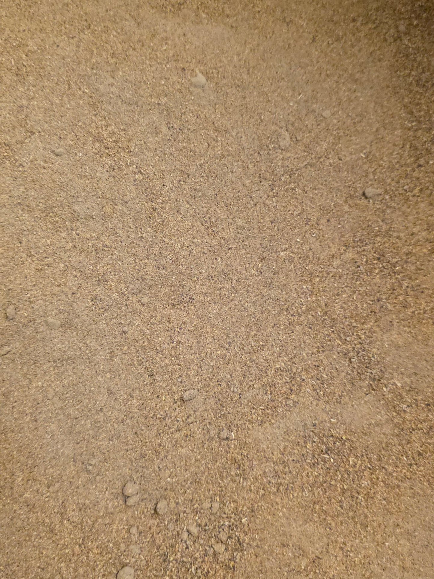 Close up of natural chicory root powder (inulin high) prebiotic, digestive aid and support for gut health from Botanical Remedies herbal dispensary