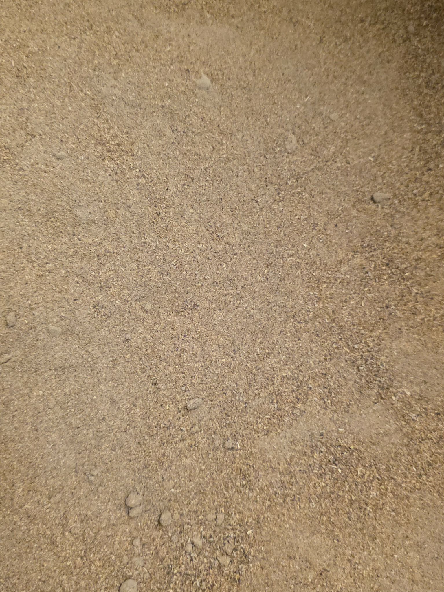 Close up of natural chicory root powder (inulin high) prebiotic, digestive aid and support for gut health from Botanical Remedies herbal dispensary