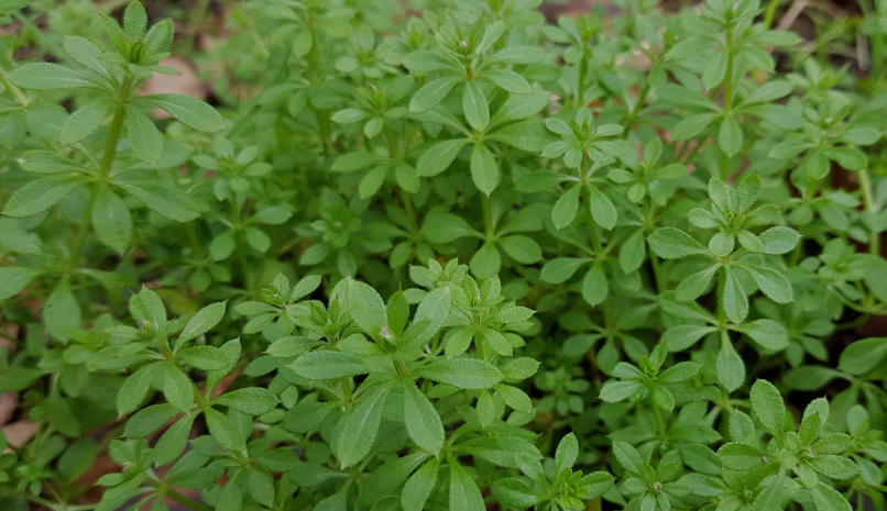 Close of of growing Cleavers plant