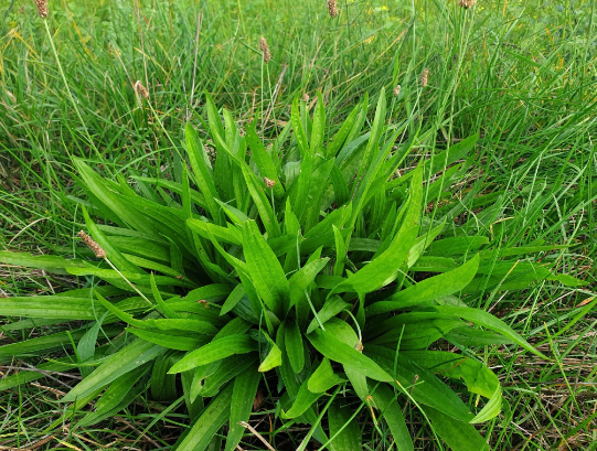 close up of English Plantain plant