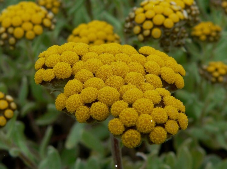 Everlasting flower