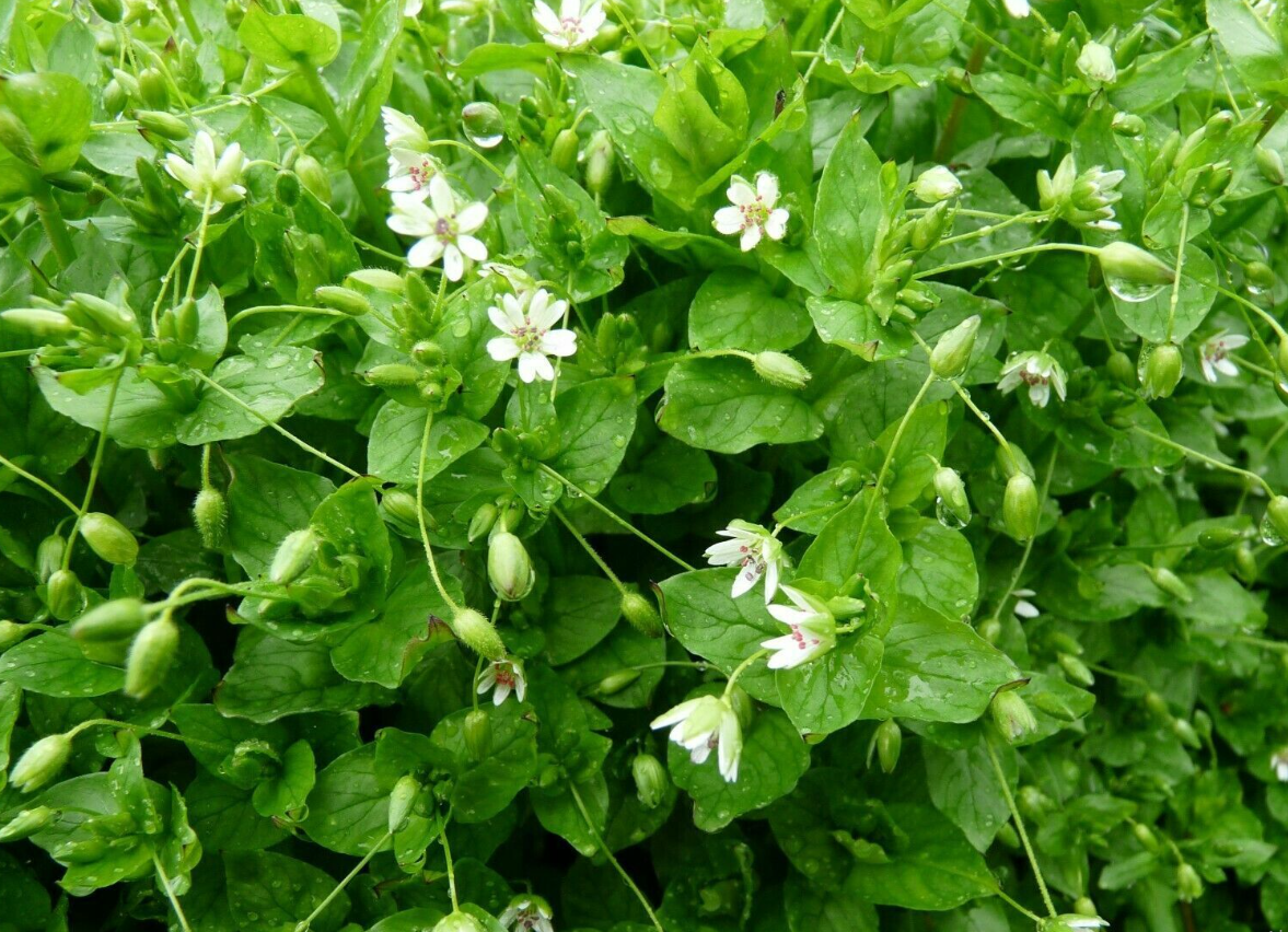 close up of eyebright plant