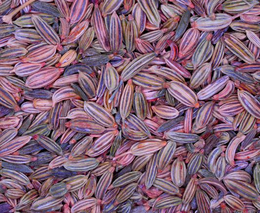 close up of Fennel seeds, loose herbal tea