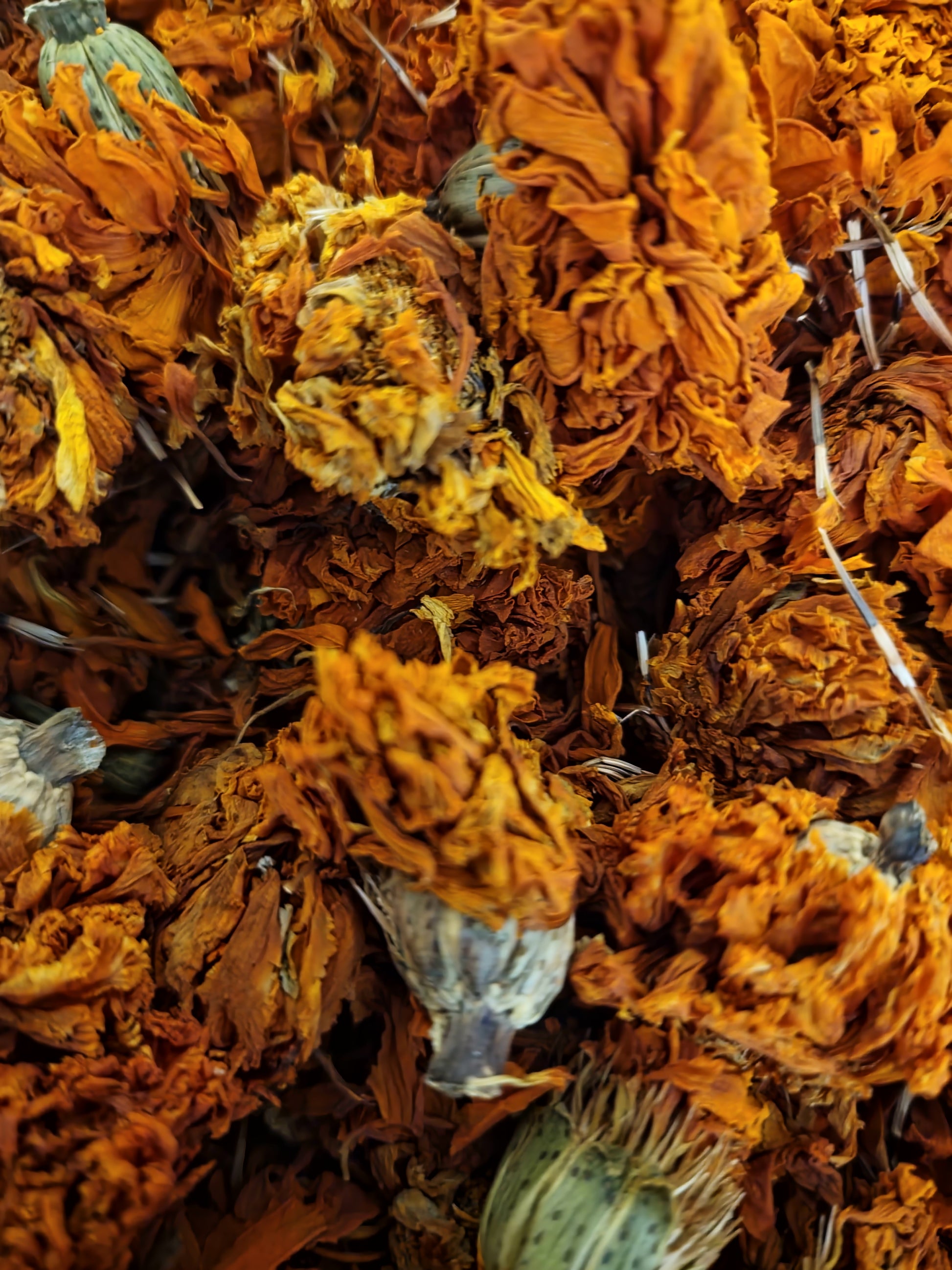 close up of dried French marigold whole flowers, an herbal remedy from Botanical Remedies herbal dispensary, loose herbal tea