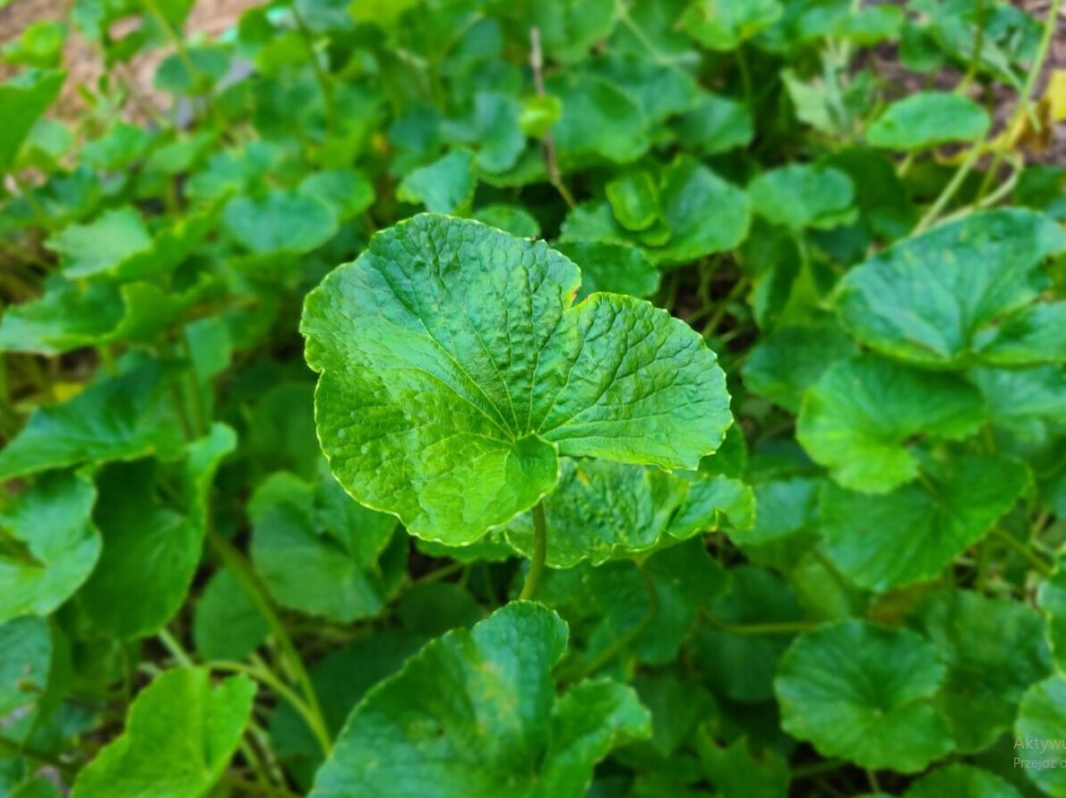 Close up of Gotu Kola plant
