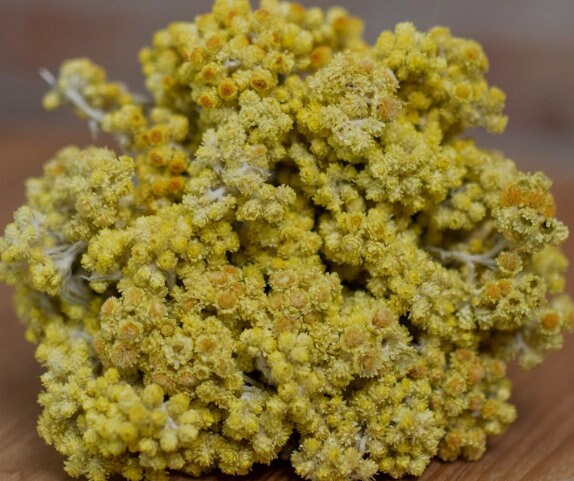 helichrysum flower