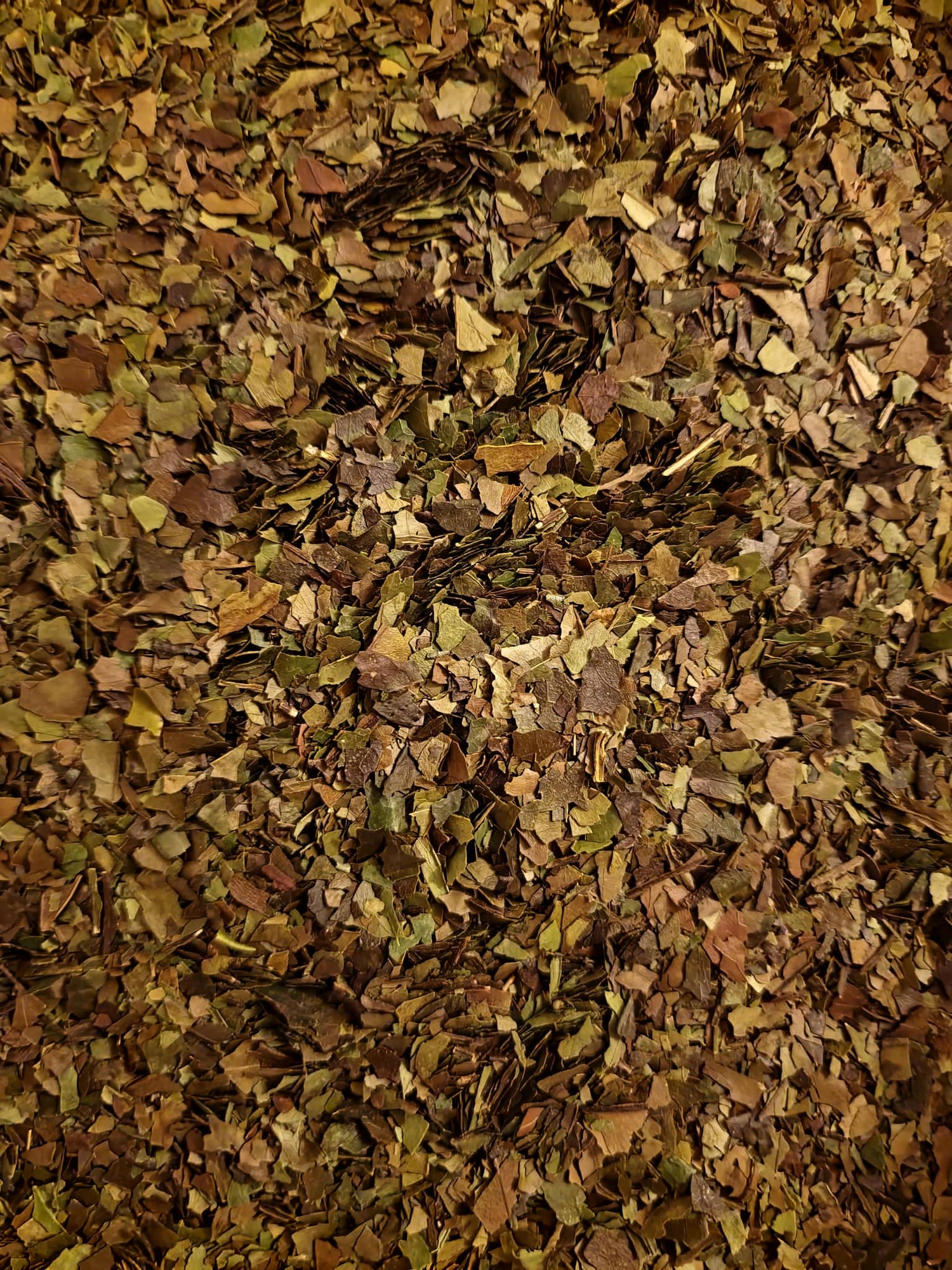 close up of dried and cut Amazonian Guayusa (Ilex Guayusa) leaves, an loose herbal tea, herbal remedy from Botanical Remedies herbal dispensary