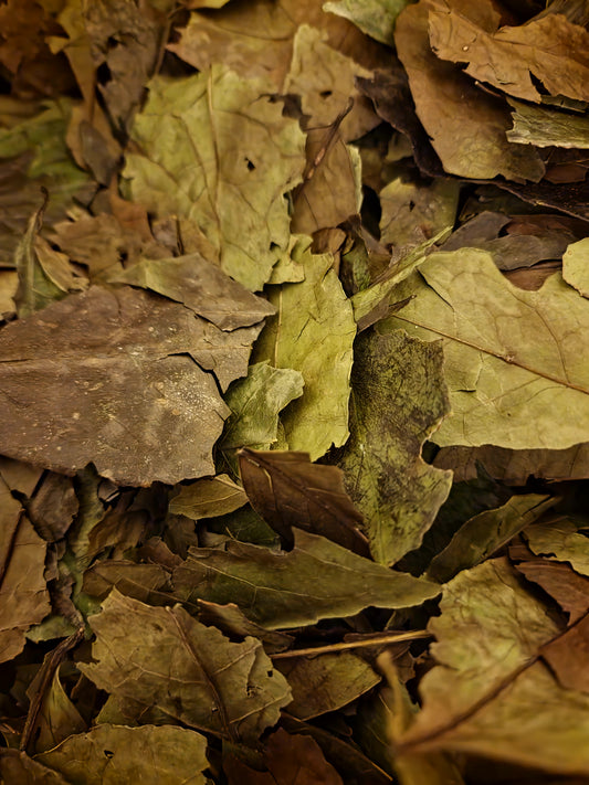 close up of ilex guayusa leaves, an loose herbal tea from Botanical remedies herbal dispensary