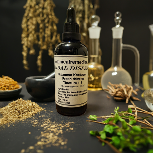 A dropper bottle of Japanese knotweed fresh tincture, an herbal remedy from Botanical remedies herbal dispensary