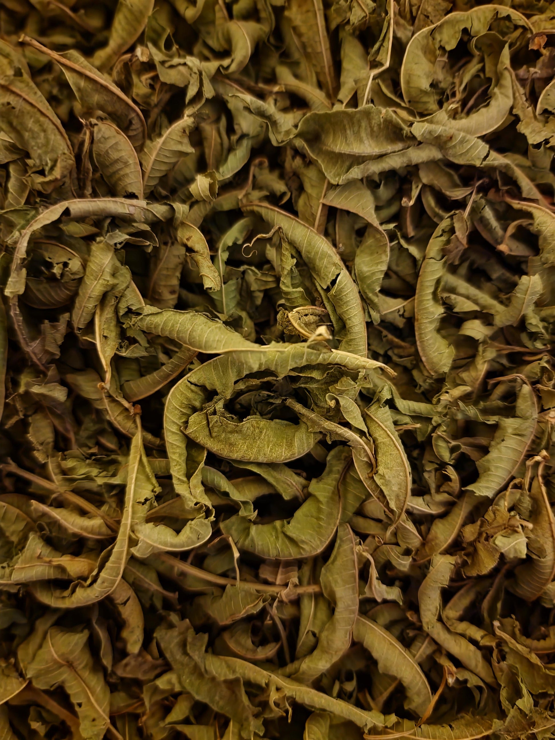 close up of dried Lemon Verbena whole leaves, an loose tea from Botanical remedies herbal dispensary