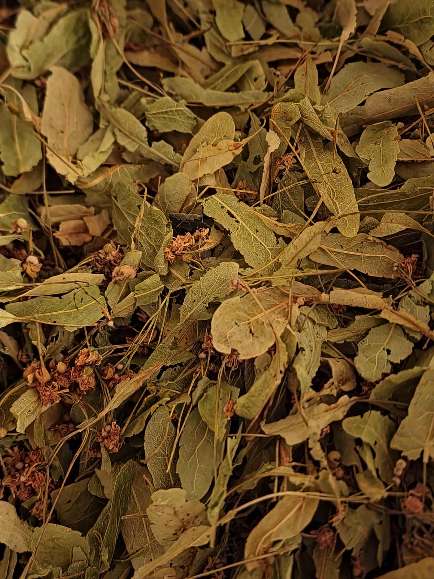 Close-up of dried Linden flower, an herbal remedy from Botanical Remedies herbal dispensary, loose herbal tea
