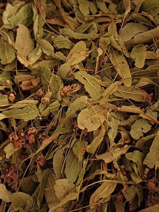 Close-up of dried Linden flower, an herbal remedy from Botanical Remedies herbal dispensary, loose herbal tea