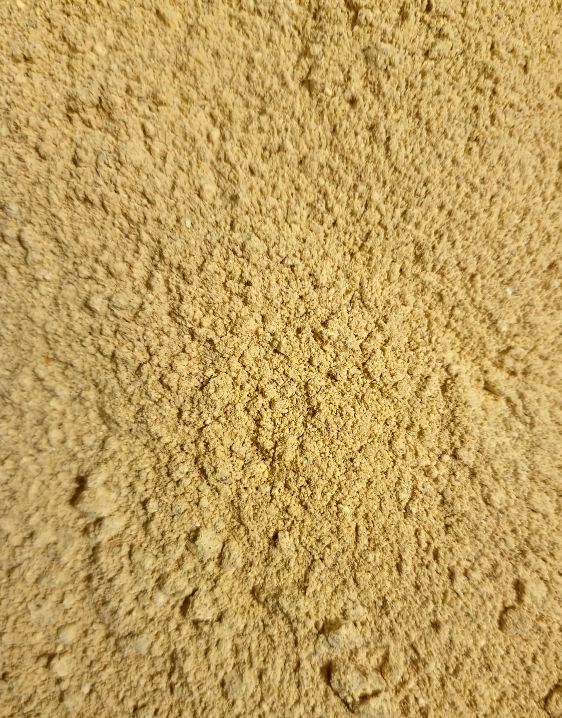 Close up of Lions mane mushroom powder, brain and memory tonic, an micronutrition and herbal remedy from Botanical Remedies herbal dispensary