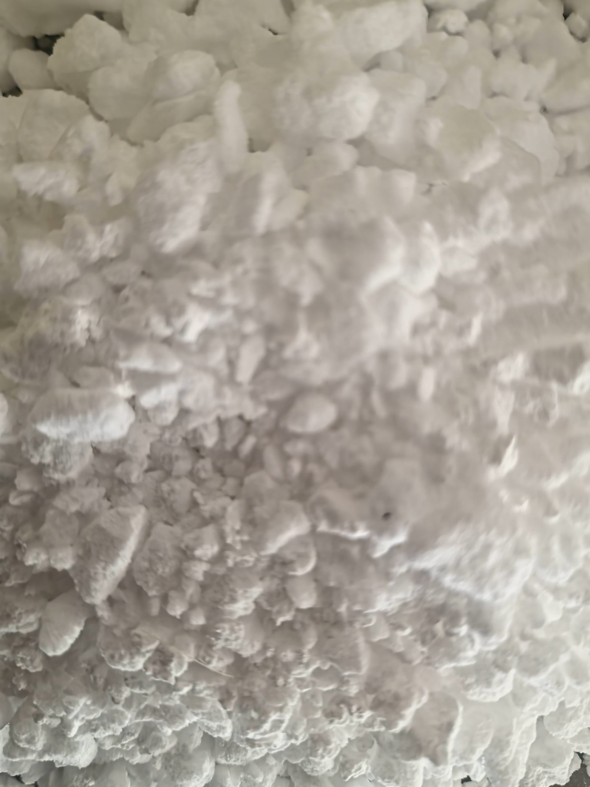 close up of dried and powdered Manna Cannelata resin juice