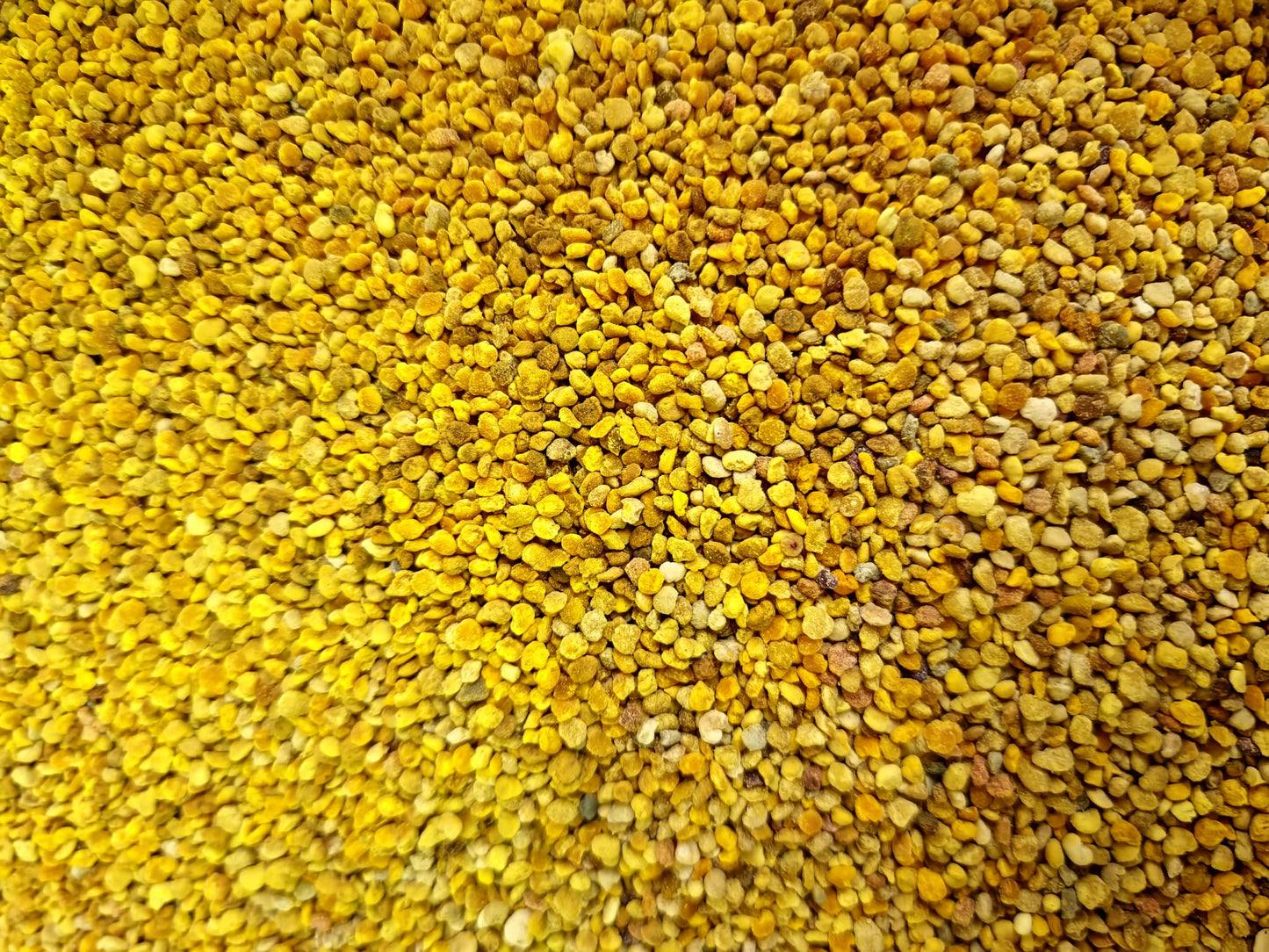 close up of Organic Bee Pollen, an superfood and herbal remedy from Botanical Remedies herbal dispensary