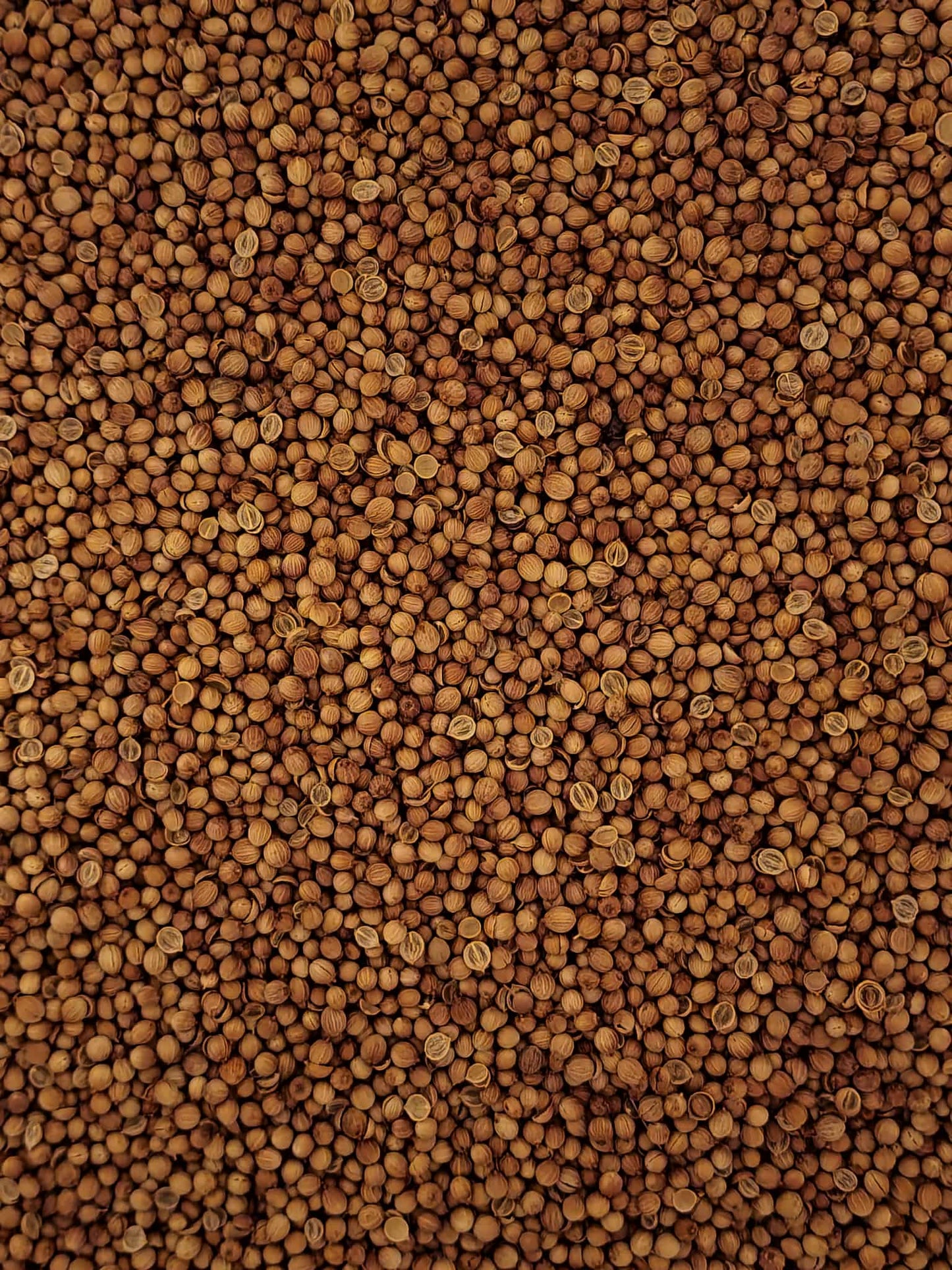 Close-up of dried Organic Coriander seeds from Botanical Remedies herbal dispensary, and spice and herbal remedy
