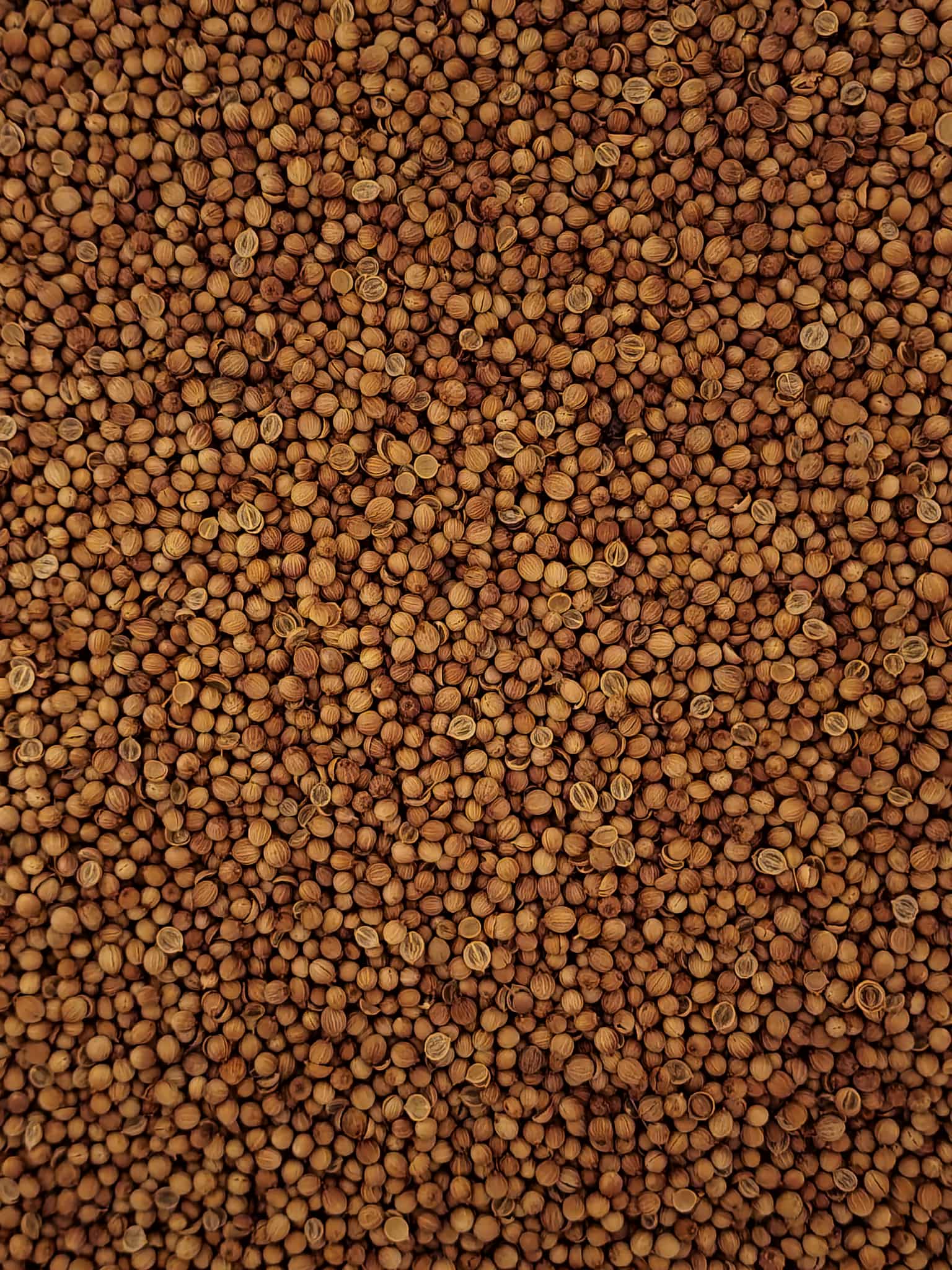 Close-up of dried Organic Coriander seeds from Botanical Remedies herbal dispensary, and spice and herbal remedy