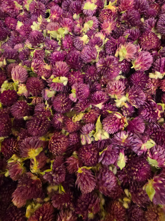 close up of dried Organic Globe Amaranth flowers, an herbal remedy from Botanical Remedies herbal dispensary, loose herbal tea